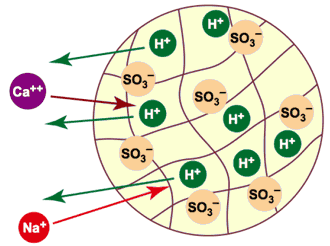 H exchange in one bead