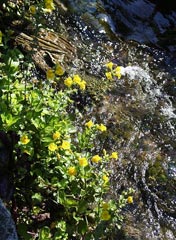 Mimulus