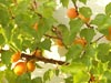 Apricots