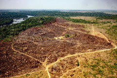 Déforestation