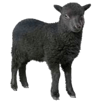 Black sheep