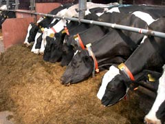 Vaches mangeant