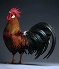 Coq