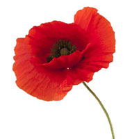 Coquelicot