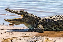 Crocodile