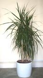 Dracaena