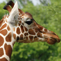 Girafe