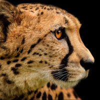 Guepard