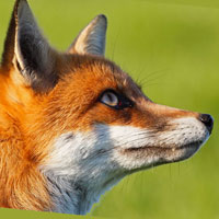 Renard