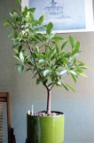 Ficus