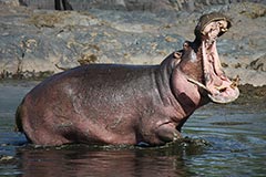 Hippopotame