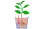 Hydroculture Hydroculture