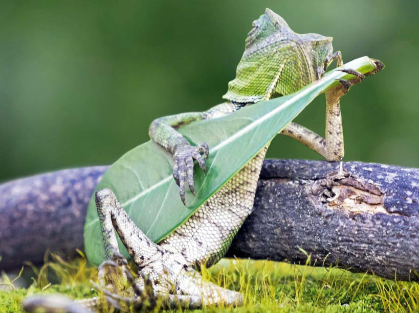 Lézard musicien Lizard