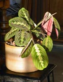 Maranta