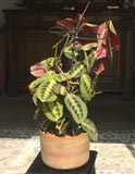 Maranta