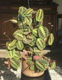 Maranta