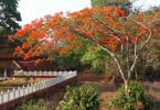 Red tree