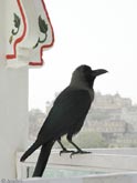 A crow