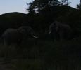 Elephants