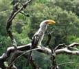 Yellowbilled Hornbill